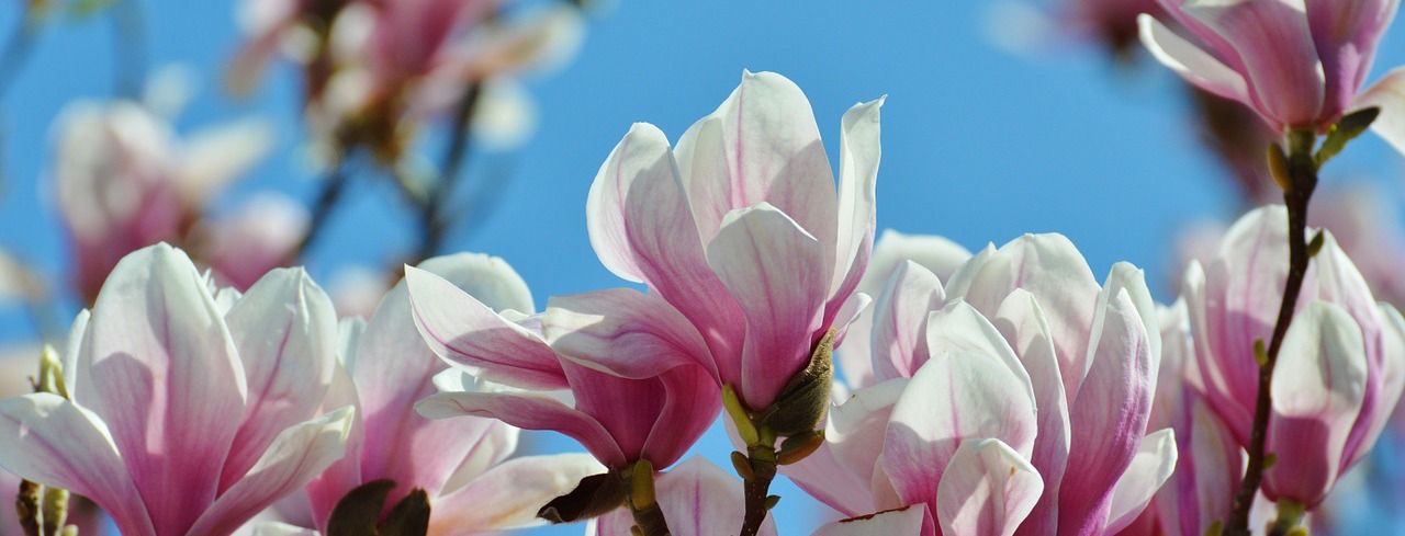 fredrik's magnolia